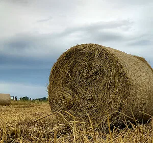 Agri-Tech and Innovation  Updates - ng28linjie