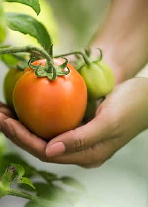 Growing a Better Tomorrow - ng28linjie